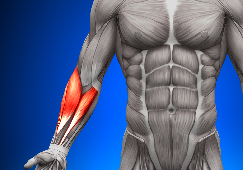The Anatomy of Your Forearm Muscles